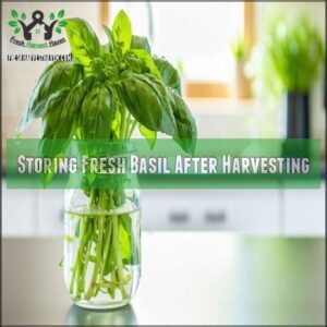 Storing Fresh Basil After Harvesting