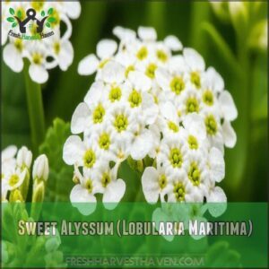 Sweet Alyssum (Lobularia Maritima)