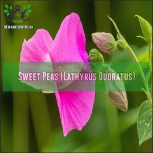 Sweet Peas (Lathyrus Odoratus)