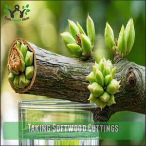 Taking Softwood Cuttings