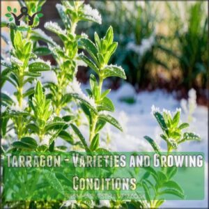 Tarragon - Varieties and Growing Conditions