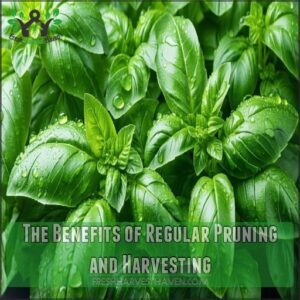 The Benefits of Regular Pruning and Harvesting