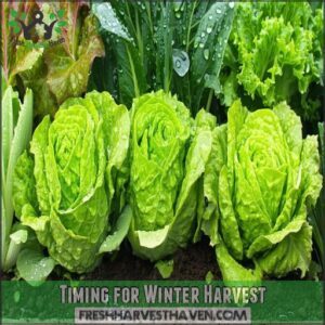 Timing for Winter Harvest