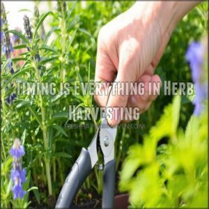 Timing is Everything in Herb Harvesting