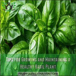 Tips for Growing and Maintaining a Healthy Basil Plant