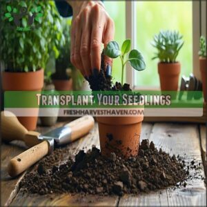 Transplant Your Seedlings