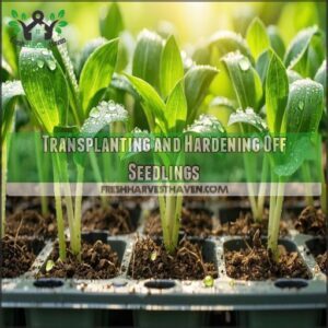 Transplanting and Hardening Off Seedlings