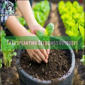 Transplanting Seedlings Outdoors