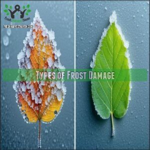 Types of Frost Damage