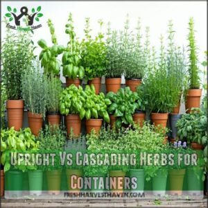 Upright Vs Cascading Herbs for Containers