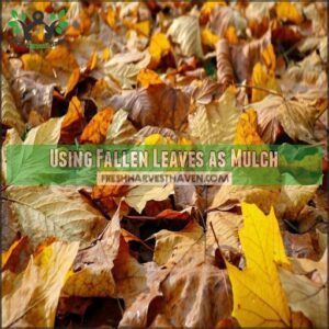 Using Fallen Leaves as Mulch