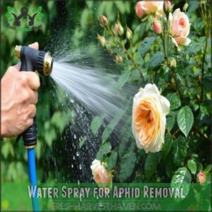 Water Spray for Aphid Removal