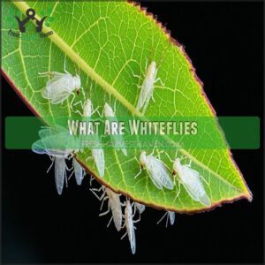 What Are Whiteflies