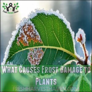 What Causes Frost Damage to Plants