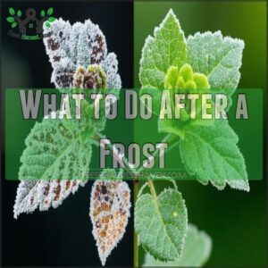 What to Do After a Frost