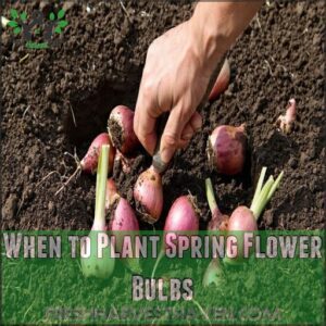 When to Plant Spring Flower Bulbs