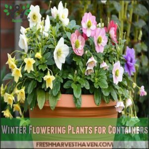 Winter Flowering Plants for Containers