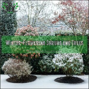 Winter-Flowering Shrubs and Trees