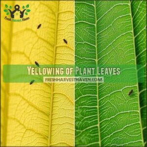 Yellowing of Plant Leaves