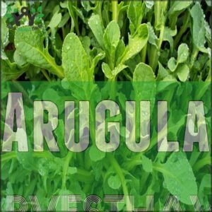 Arugula