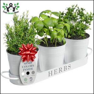 Barnyard Designs Indoor Herb Garden