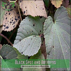 Black Spot and Botrytis