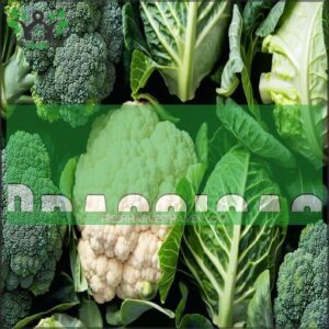 Brassicas