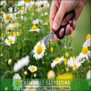 Chamomile Harvesting