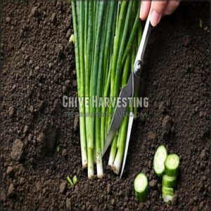 Chive Harvesting