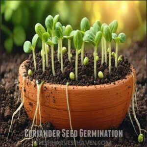 Coriander Seed Germination