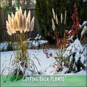 Cutting Back Plants