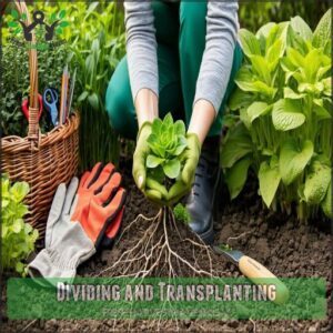 Dividing and Transplanting