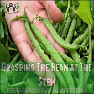 Grasping The Bean at The Stem