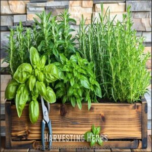 Harvesting Herbs