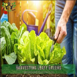 Harvesting Leafy Greens