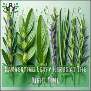 Harvesting Leafy Herbs at The Right Time