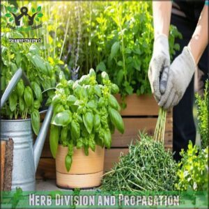 Herb Division and Propagation