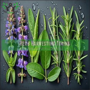 Herb Harvesting Timing