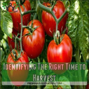 Identifying The Right Time to Harvest