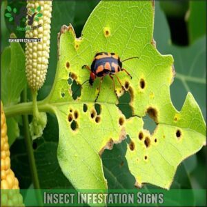 Insect Infestation Signs