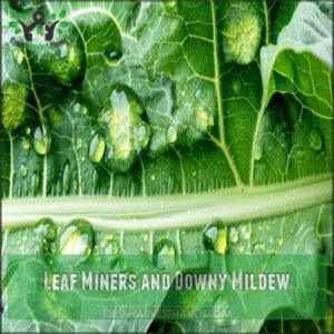 Leaf Miners and Downy Mildew