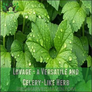 Lovage - a Versatile and Celery-Like Herb