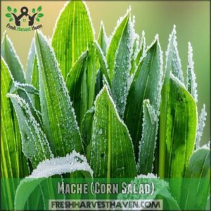 Mache (Corn Salad)