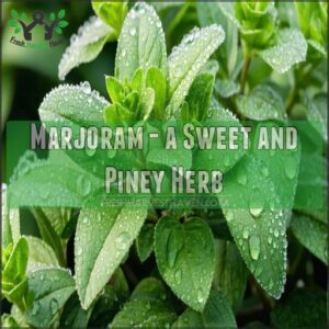 Marjoram - a Sweet and Piney Herb