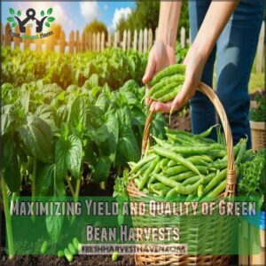 Maximizing Yield and Quality of Green Bean Harvests