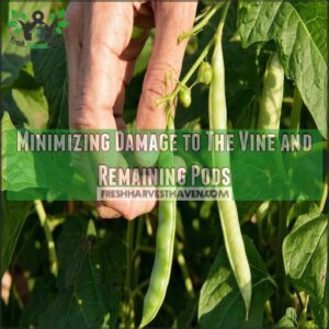 Minimizing Damage to The Vine and Remaining Pods