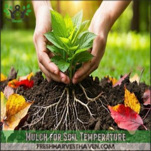 Mulch for Soil Temperature