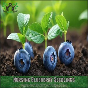 Nursing Blueberry Seedlings