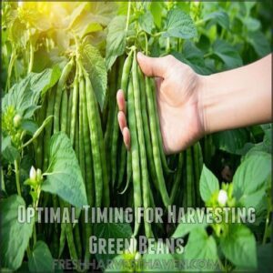 Optimal Timing for Harvesting Green Beans