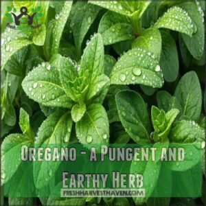 Oregano - a Pungent and Earthy Herb